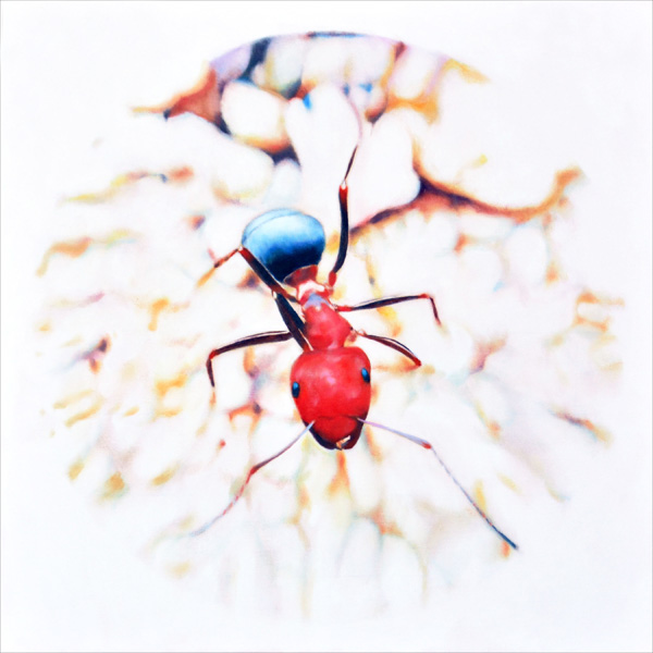 Red and Black Ant