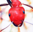 Red and Black Ant